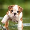puppylover_264